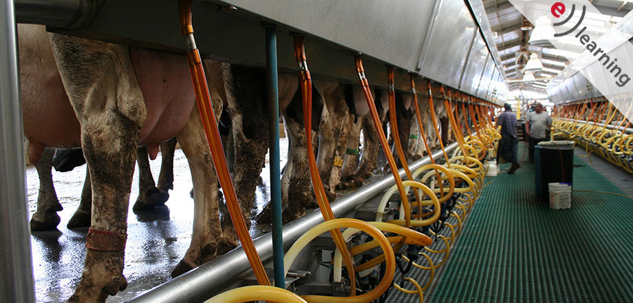 Elite Magazin für Milcherzeuger eLearning
National Mastitis Council (NMC)
Elite education